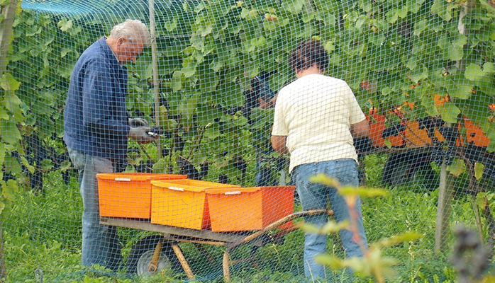 Les vignerons non-assurés seront-ils mieux indemnisés que les assurés après le gel 2021 ?