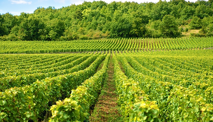 Vers une augmentation du prix des plants de vigne