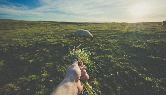 Le prix des terres agricoles et viticoles en 2022