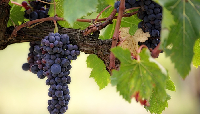 Pour la première fois, un vigneron bordelais contraint de brader son vin envoie des négociants au tribunal